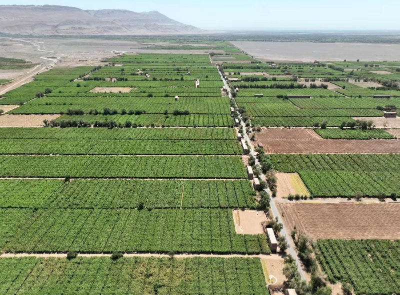 Xinjiang: Bacia de Turpan ganha vida com o auge da colheita de uvas sob o calor de julho