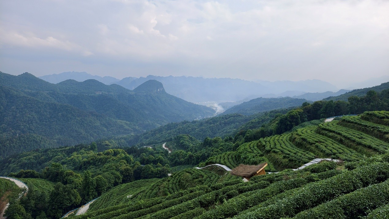 Tales of Cities: Matcha de Tongren conquista o mundo com seu aroma e saborLocalizada no nordeste da província de Guizhou, no sudoeste da China, Tongren é uma cidade onde as imponentes montanhas Fanjing e o sinuoso rio Jinjiang se encontram, formando uma paisagem de rara beleza e riqueza natural.