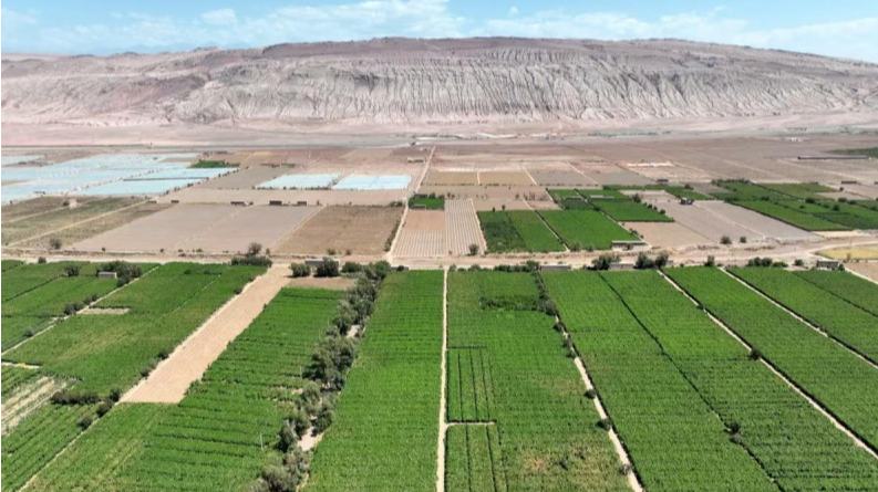 Xinjiang: Bacia de Turpan ganha vida com o auge da colheita de uvas sob o calor de julhoJulho marca o período da colheita das uvas em Turpan, na Região Autônoma Uigur de Xinjiang, no noroeste da China, onde mais de 42 mil hectares de vinhedos amadurecem por toda a área de oásis da bacia.