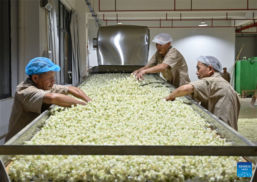 Patrimônio industrial do chá de jasmim impulsiona crescimento do turismo cultural de Fuzhou
