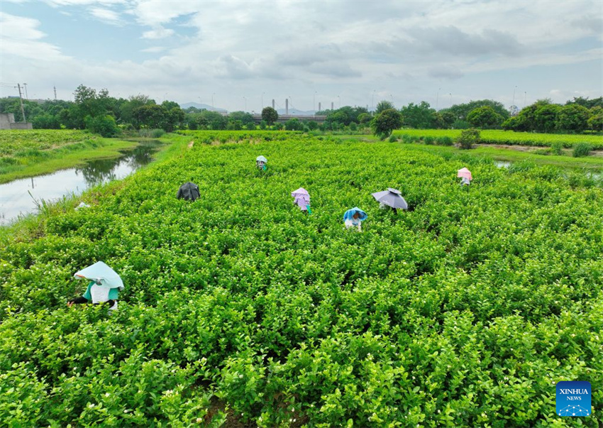 Patrimônio industrial do chá de jasmim impulsiona crescimento do turismo cultural de Fuzhou