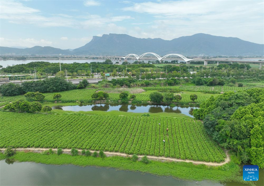 Patrimônio industrial do chá de jasmim impulsiona crescimento do turismo cultural de Fuzhou