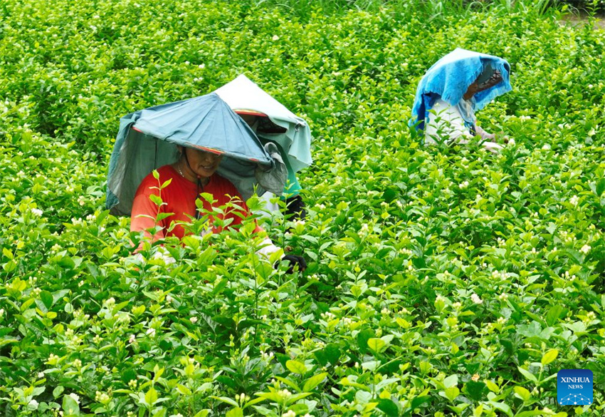 Patrimônio industrial do chá de jasmim impulsiona crescimento do turismo cultural de Fuzhou