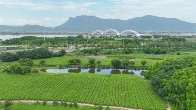 Patrimônio industrial do chá de jasmim impulsiona crescimento do turismo cultural de Fuzhou