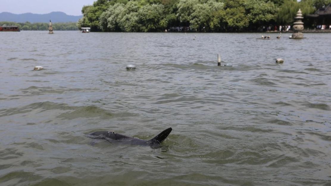Hangzhou utiliza peixe robótico biomimético para patrulhas no Lago do OestePor meio de controle remoto, o peixe robótico pode nadar para frente, fazer curvas, mergulhar e acelerar.