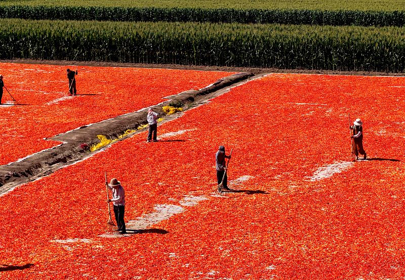 Anhui: pimentas entram na temporada de colheita em Bozhou