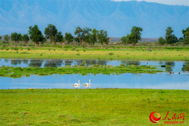 Reserva natural em Xinjiang floresce e recupera biodiversidade no coração do deserto