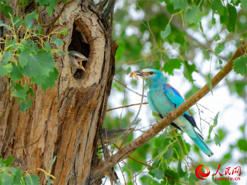 Reserva natural em Xinjiang floresce e recupera biodiversidade no coração do deserto