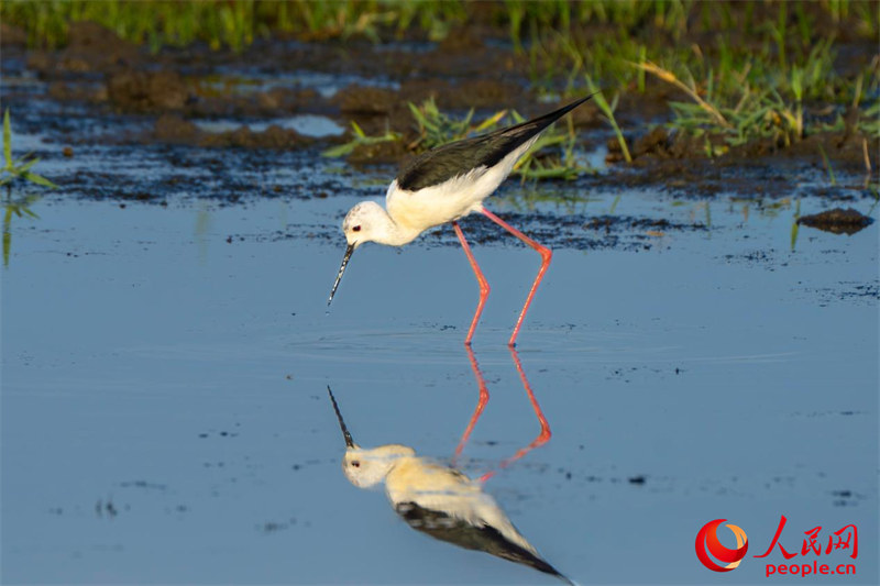Reserva natural em Xinjiang floresce e recupera biodiversidade no coração do deserto