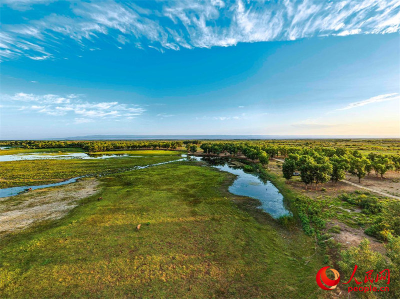 Reserva natural em Xinjiang floresce e recupera biodiversidade no coração do deserto