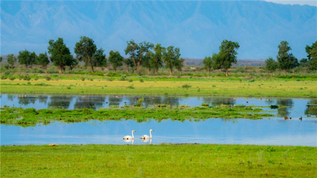 Reserva natural em Xinjiang floresce e recupera biodiversidade no coração do deserto