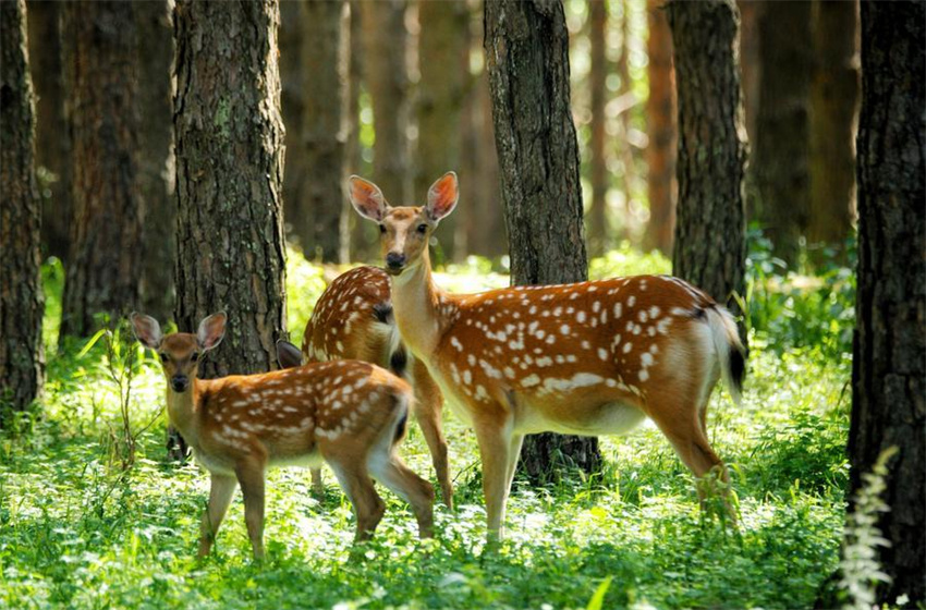 Rebanhos de cervos-sika prosperam na reserva natural de Xiandongshan em Qiqihar, nordeste da China
