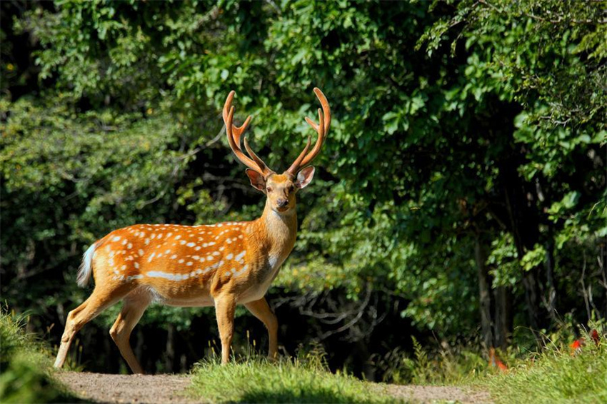 Rebanhos de cervos-sika prosperam na reserva natural de Xiandongshan em Qiqihar, nordeste da China