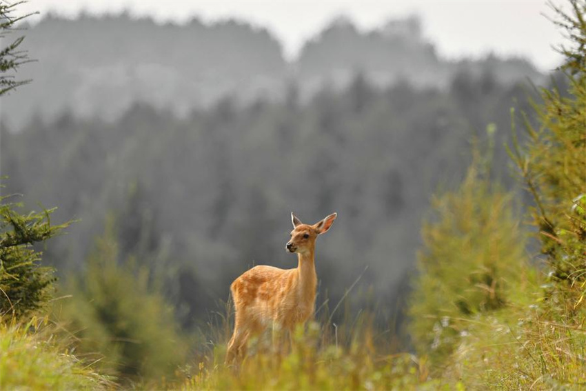 Rebanhos de cervos-sika prosperam na reserva natural de Xiandongshan em Qiqihar, nordeste da China