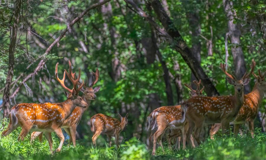 Rebanhos de cervos-sika prosperam na reserva natural de Xiandongshan em Qiqihar, nordeste da China