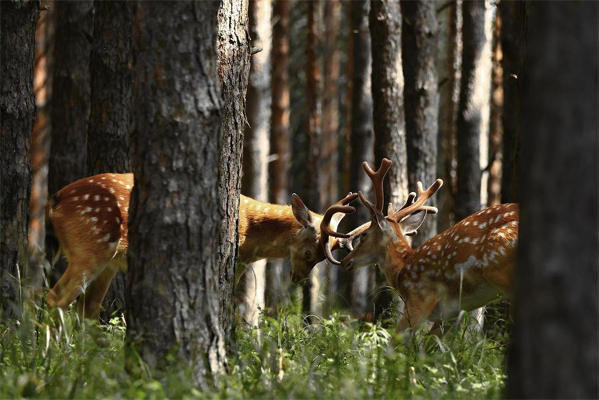 Rebanhos de cervos-sika prosperam na reserva natural de Xiandongshan em Qiqihar, nordeste da China