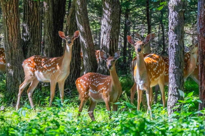 Rebanhos de cervos-sika prosperam na reserva natural de Xiandongshan em Qiqihar, nordeste da China