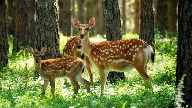 Rebanhos de cervos-sika prosperam na reserva natural de Xiandongshan em Qiqihar, nordeste da China