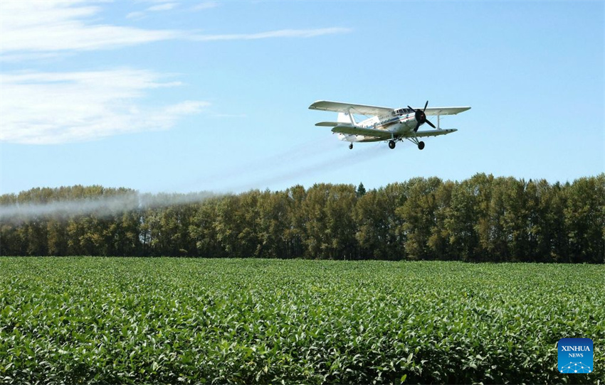 Aeronaves e drones ajudam a garantir a colheita de grãos de outono em Heilongjiang, na China