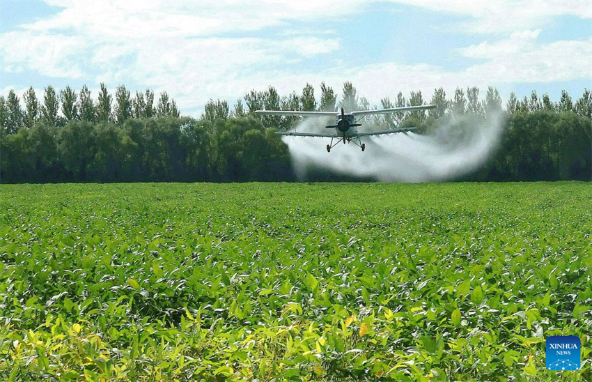 Aeronaves e drones ajudam a garantir a colheita de grãos de outono em Heilongjiang, na China