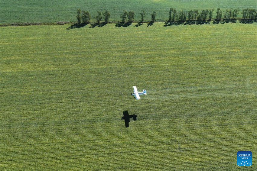 Aeronaves e drones ajudam a garantir a colheita de grãos de outono em Heilongjiang, na China
