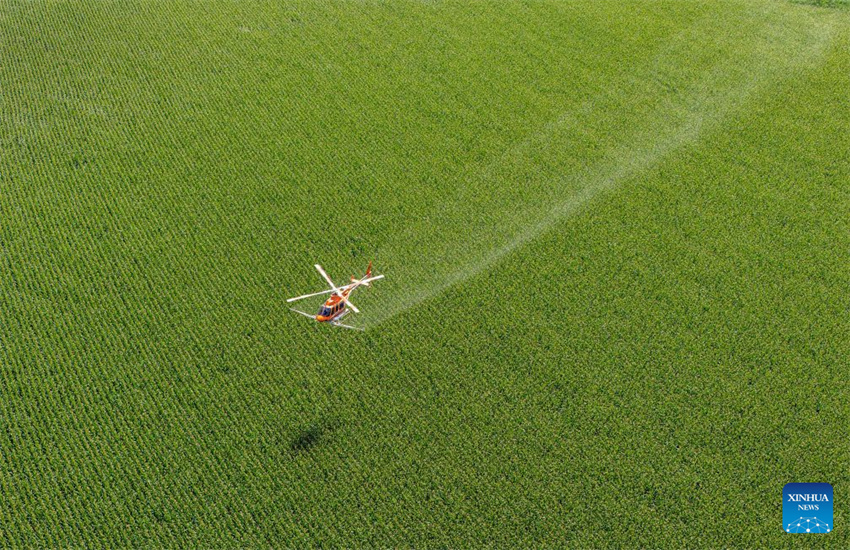 Aeronaves e drones ajudam a garantir a colheita de grãos de outono em Heilongjiang, na China