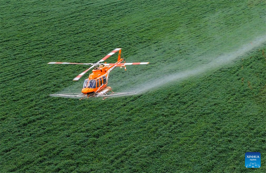 Aeronaves e drones ajudam a garantir a colheita de grãos de outono em Heilongjiang, na China