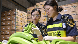 Primeiros lotes de bananas peruanas chegam ao mercado chinês pela rota marítima “Chancay–Shanghai” De acordo com a Alfândega de Shanghai, após a entrada em operação da rota “Chancay–Shanghai”, o tempo de transporte marítimo entre China e Peru foi reduzido de 35 a 40 dias para cerca de 23 dias. 
