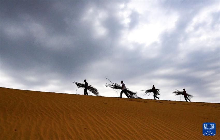 Ordos: “Trabalho em troca de auxílio” impulsiona o combate à desertificação