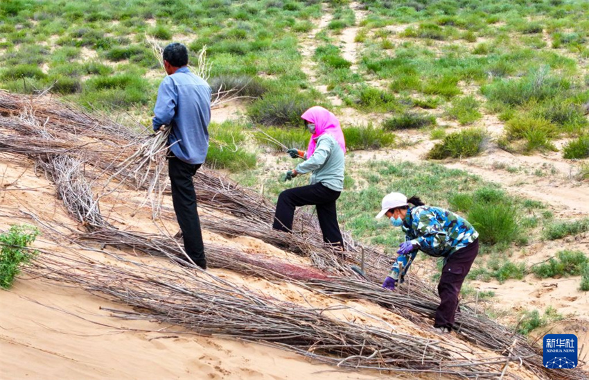 Ordos: “Trabalho em troca de auxílio” impulsiona o combate à desertificação