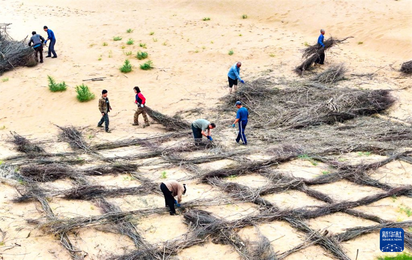 Ordos: “Trabalho em troca de auxílio” impulsiona o combate à desertificação