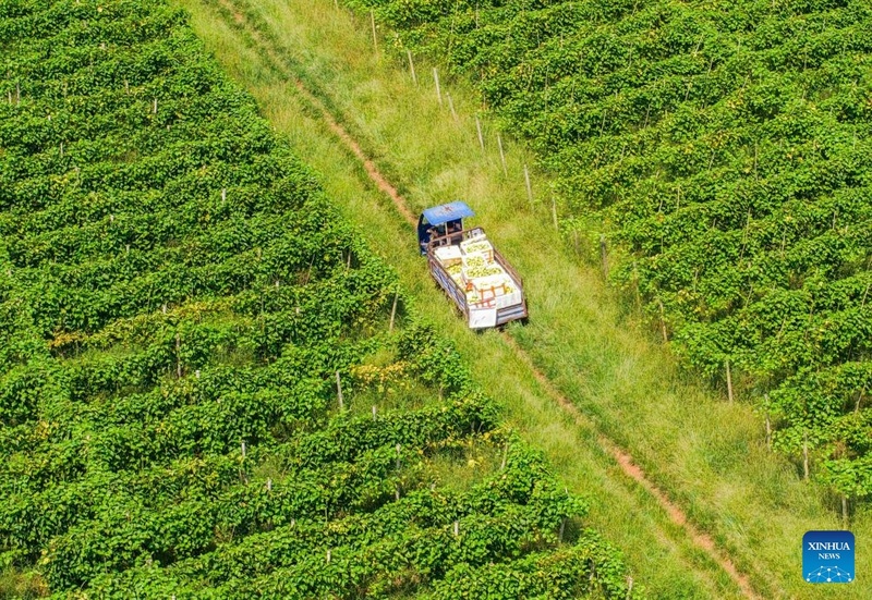 Agricultores ocupados com trabalhos agrícolas durante “Orvalho Branco”