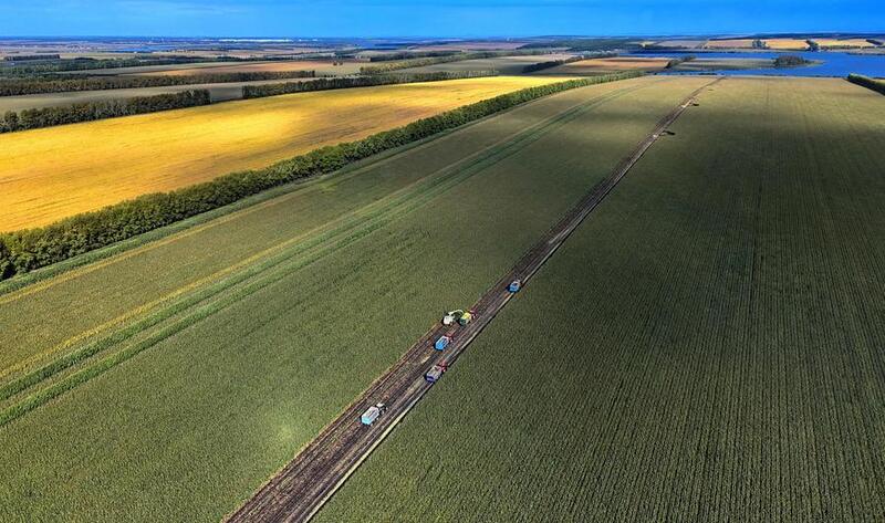 Heilongjiang entra na época de colheita de culturas para silagem
