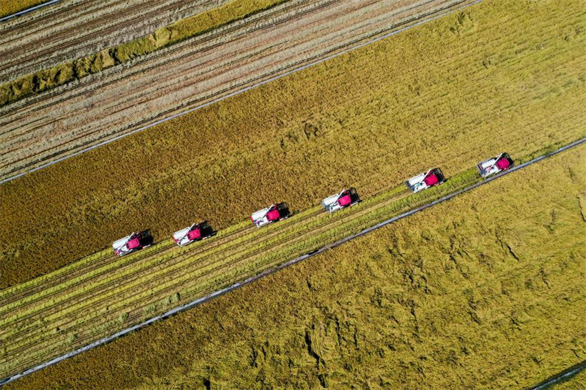 Pessoas em toda a China celebram o Festival da Colheita dos Agricultores Chineses