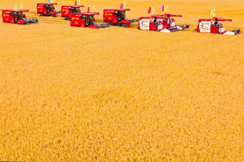 Pessoas em toda a China celebram o Festival da Colheita dos Agricultores Chineses