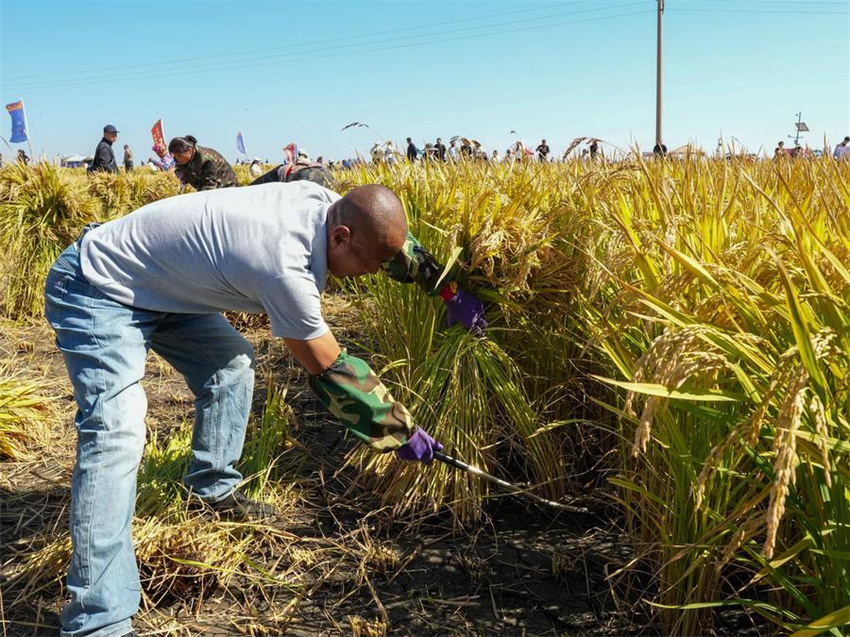 Pessoas em toda a China celebram o Festival da Colheita dos Agricultores Chineses