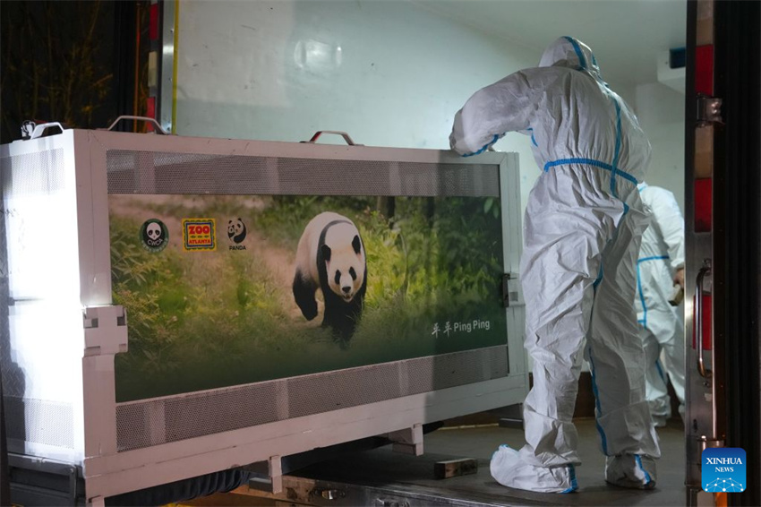 Dois pandas gigantes partem de Chengdu para estadia de 10 anos no Zoológico de Atlanta