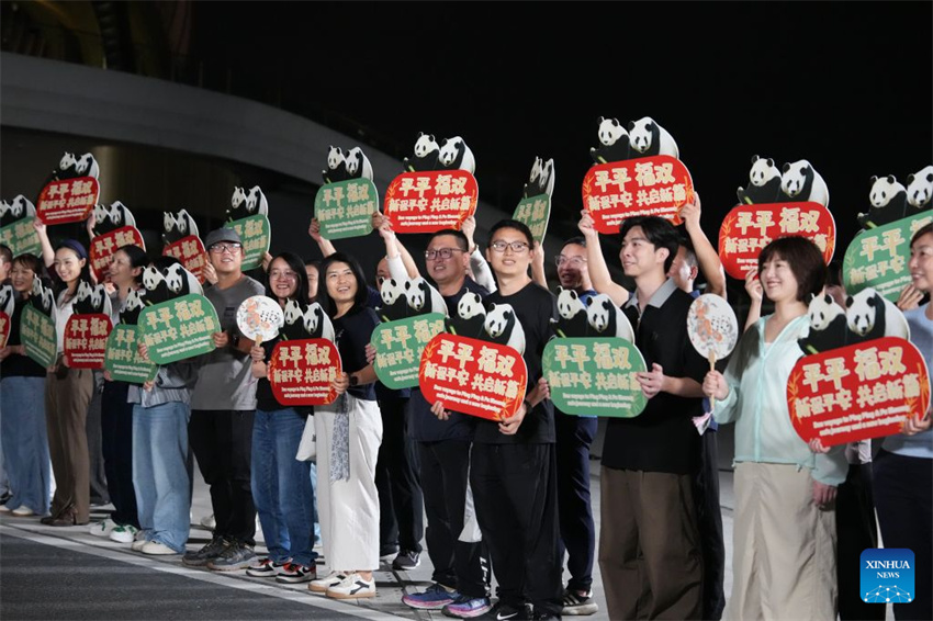 Dois pandas gigantes partem de Chengdu para estadia de 10 anos no Zoológico de Atlanta