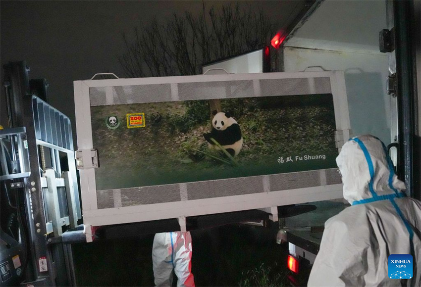 Dois pandas gigantes partem de Chengdu para estadia de 10 anos no Zoológico de Atlanta