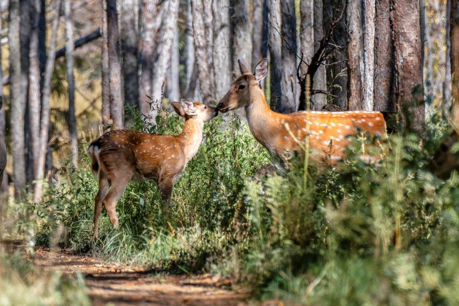 Cervos-sika aproveitam outono em Heilongjiang, no nordeste da China