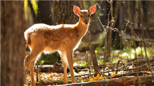 Cervos-sika aproveitam outono em Heilongjiang, no nordeste da ChinaCervos-sika vagam em meio à paisagem outonal na Reserva Natural Nacional de Cervos-sika de Xiandongshan, em Qiqihar, na Província de Heilongjiang, no nordeste da China.