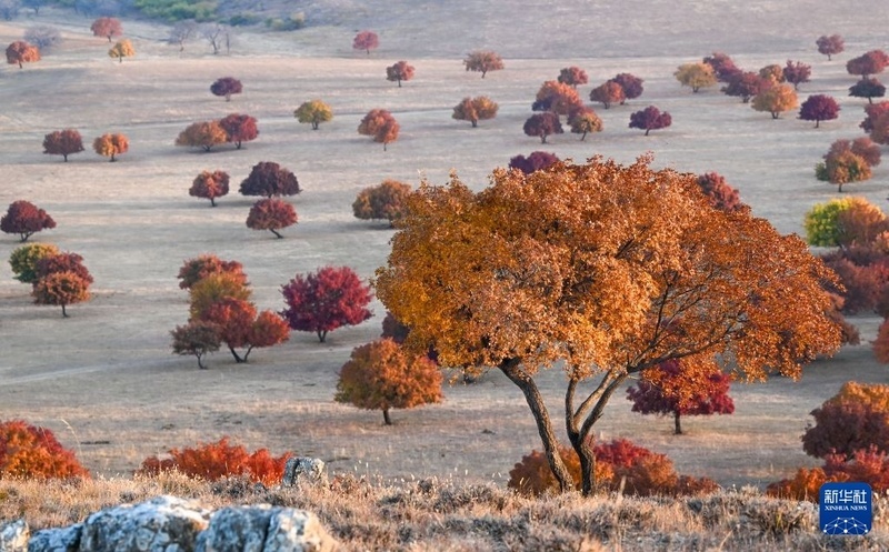 Galeria: Outono colore pradaria de Daqintala, na Mongólia Interior