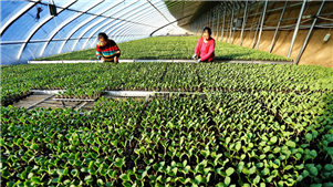 Duas mulheres chinesas entre as "100 Heroínas" da FAOAs chinesas Yu Jinxiu e Dong Minfang foram incluídas na lista das "100 Heroínas" da FAO, na categoria "Sistemas Agroalimentares e Desenvolvimento Rural", devido às suas contribuições para as comunidades agrícolas locais.