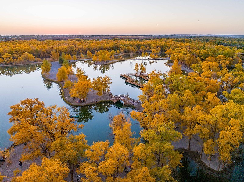 Galeria: floresta de choupos-do-eufrates pintam de dourado deserto de Jinta