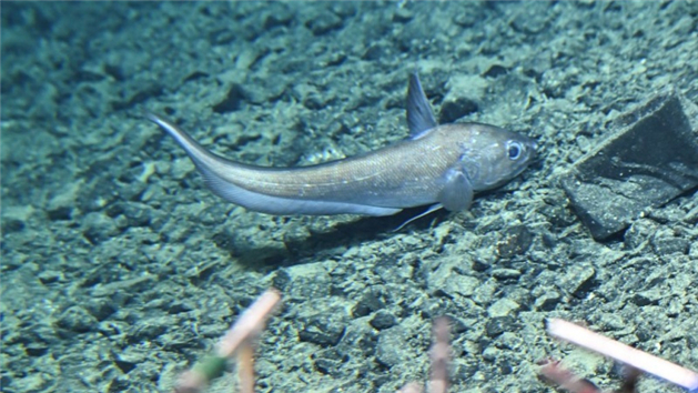 Submersível tripulado chinês para águas profundas conclui seu 470º mergulho