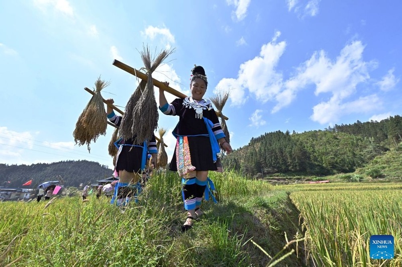 China celebra colheita do arroz glutinoso com festival tradicional em Guangxi