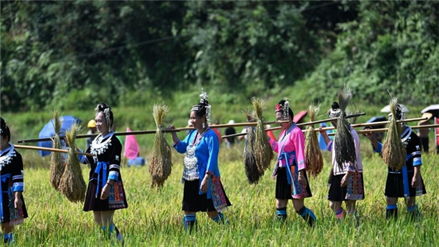 China celebra colheita do arroz glutinoso com festival tradicional em Guangxi